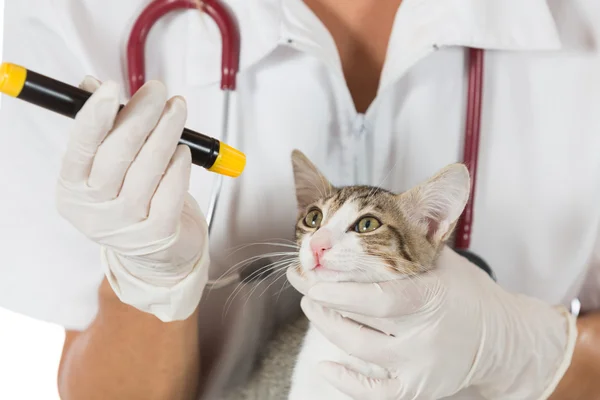 Veterinaire kliniek met een kitten Stockfoto