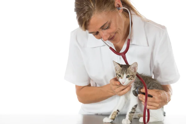 Veterinär genom att lyssna på en katt — Stockfoto