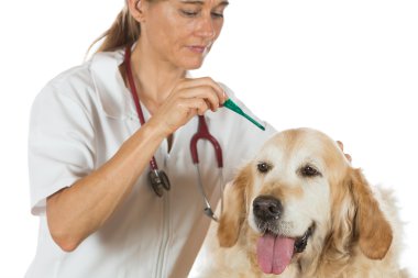 Veterinary clinic clipart