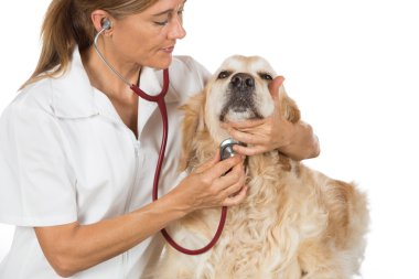 Bir köpek veteriner altın dinleyerek