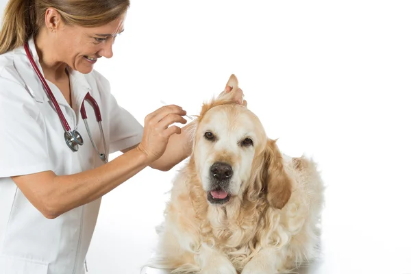 Clínica Veterinária — Fotografia de Stock