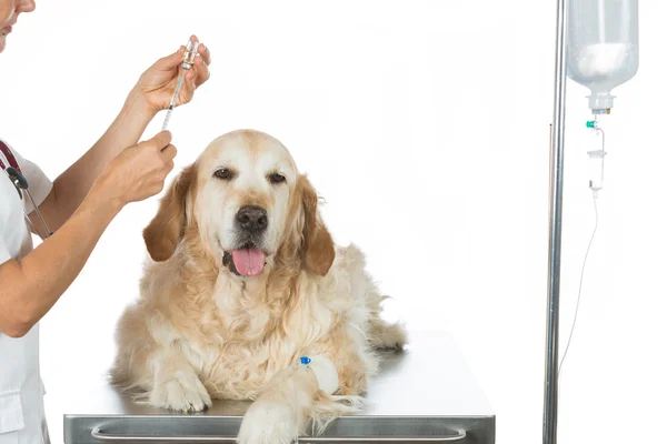 By listening to a dog Veterinary Golden — Stock Photo, Image