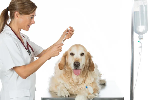 Escuchando a un perro Veterinario de Oro — Foto de Stock