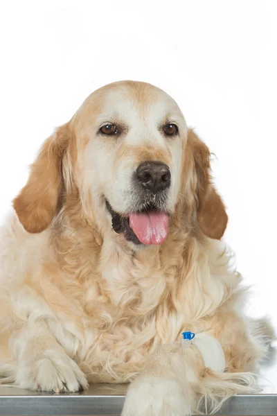 Escuchando a un perro Veterinario de Oro — Foto de Stock