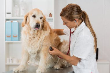 Bir köpek veteriner altın dinleyerek