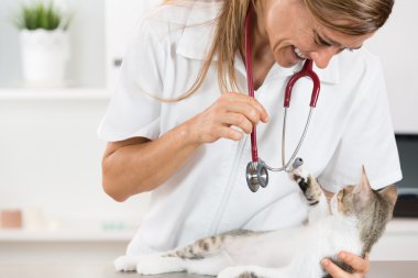Bir yavru kedi ile veteriner Kliniği