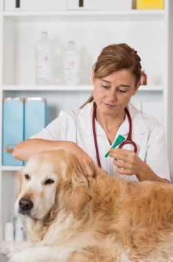 Veteriner Kliniği