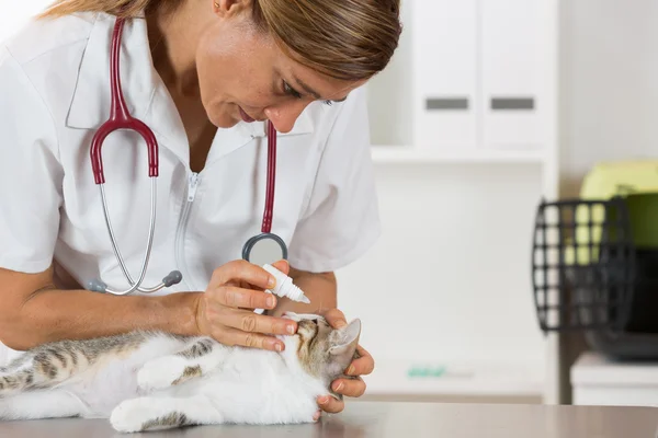 Tierärztliche Klinik — Stockfoto