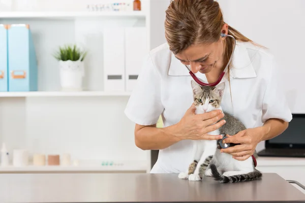 Tierarzt, indem er einer Katze zuhört — Stockfoto