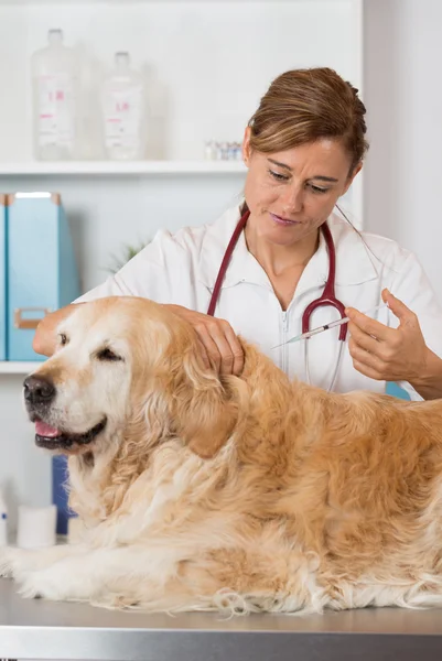 Clínica Veterinária — Fotografia de Stock