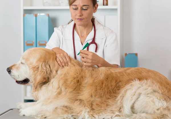 Tierärztliche Klinik — Stockfoto