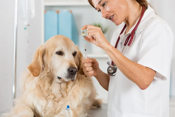Genom att lyssna på en hund veterinärmedicinska Golden — Stockfoto