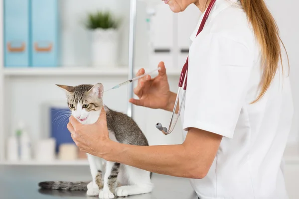 Veterinärklinik med en kattunge — Stockfoto