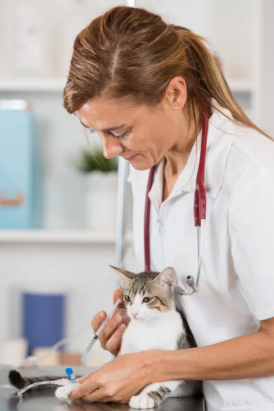 Veterinärklinik — Stockfoto