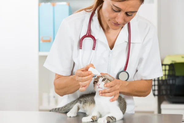 Veterinární klinika — Stock fotografie