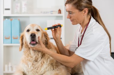Veteriner Kliniği