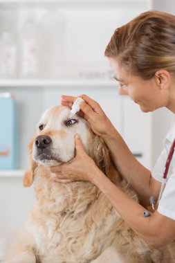 Veteriner Kliniği