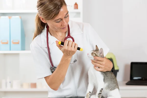 Veterinärklinik med en kattunge — Stockfoto