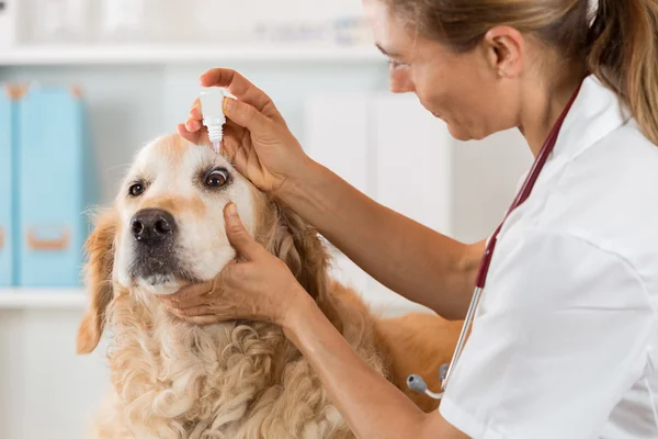 Clínica Veterinária — Fotografia de Stock