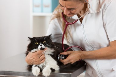 Bir kedi için dinleyerek veteriner