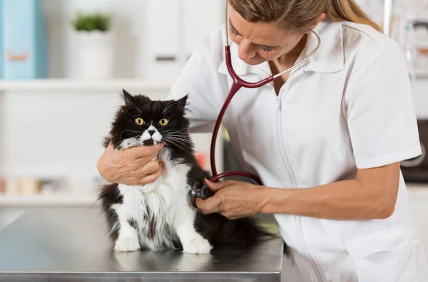 Veterinario escuchando a un gato —  Fotos de Stock
