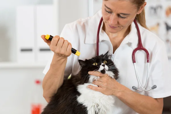 Veterinární klinika s kotětem — Stock fotografie