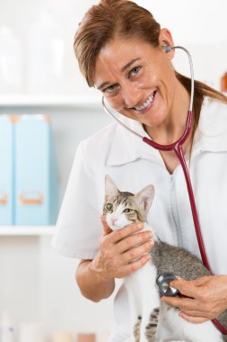 Bir kedi için dinleyerek veteriner