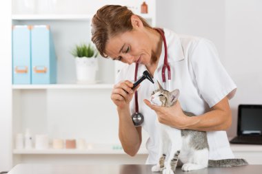 Bir yavru kedi ile veteriner Kliniği