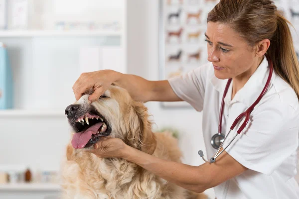 Clinica veterinaria — Foto Stock