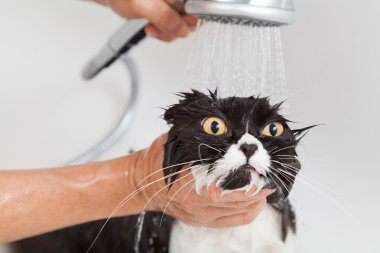 küvet a kedi