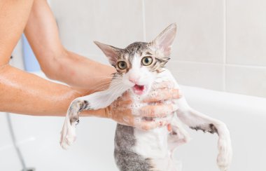 küvet a kedi