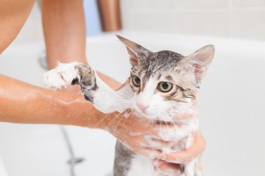 küvet a kedi