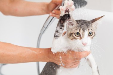 küvet a kedi