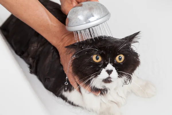 Bathing a cat — Stock Photo, Image