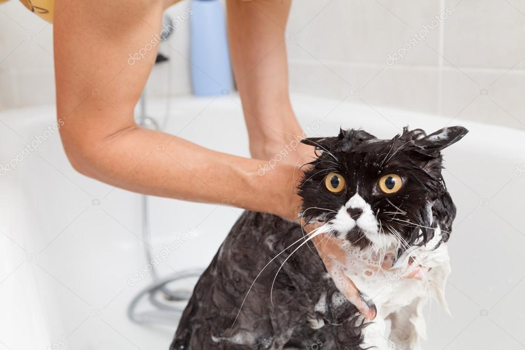 Bathing a cat