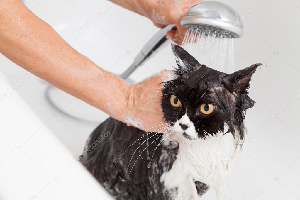 Bathing a cat