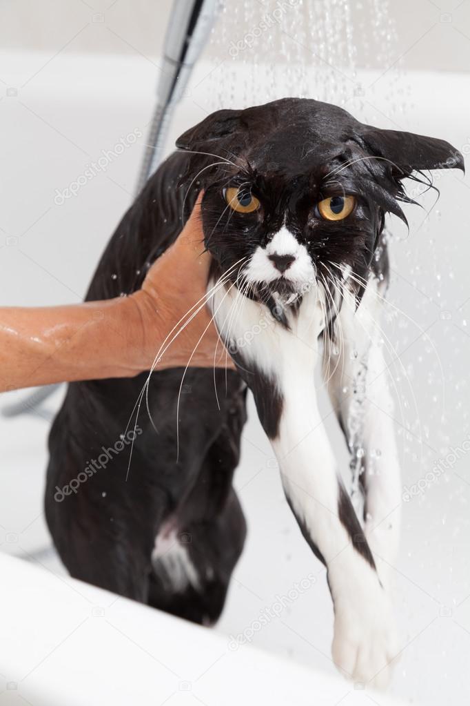 Bathing a cat