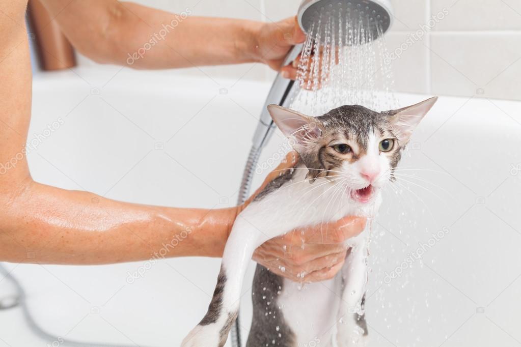 Можно мыть кошек мылом. Мытье кошки. Купание кошки. Кошка моется. Помывка кошки.