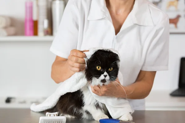 猫在理发店 — 图库照片