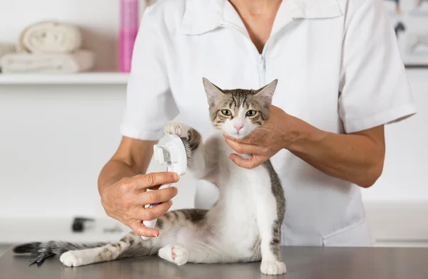 Cat at the hairdresser — Stock Photo, Image