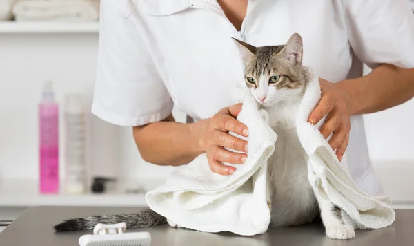 Gato en la peluquería —  Fotos de Stock