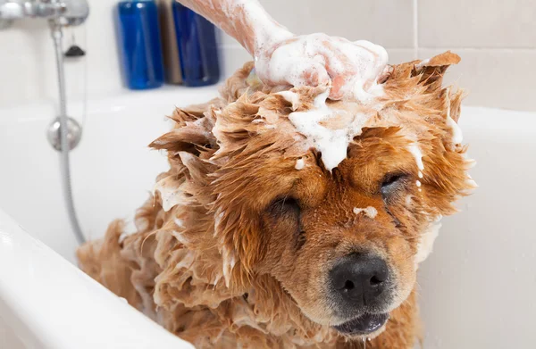 Badkamer om een hond chow chow — Stockfoto