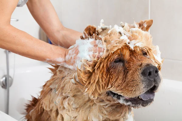 Badrum till en hund chow chow — Stockfoto