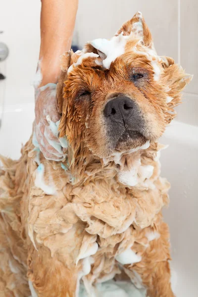 Banyo bir köpek chow chow için