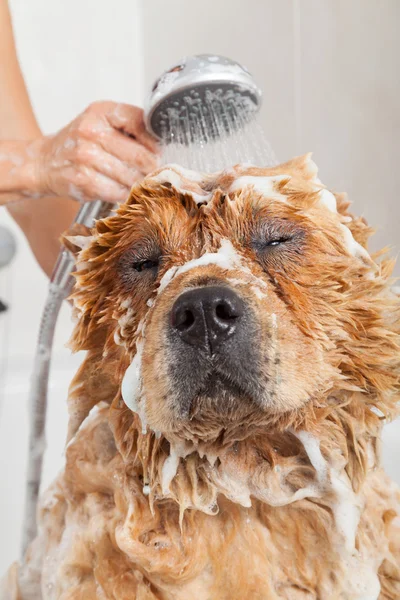 Badrum till en hund chow chow — Stockfoto