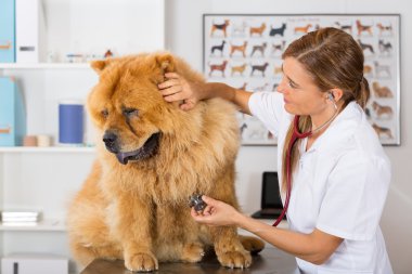 Bir köpek veteriner Chow Chow dinleyerek