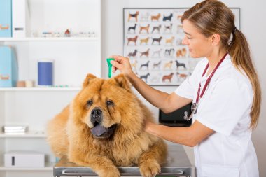 Veterinary clinic clipart