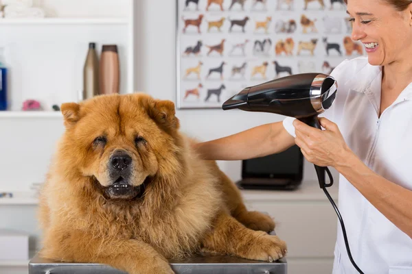 Canine hairdresser — Stock Photo, Image