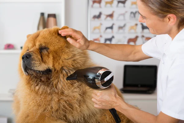 Peluquería canina — Foto de Stock