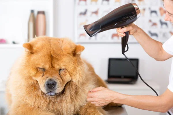 Canine hairdresser — Stock Photo, Image